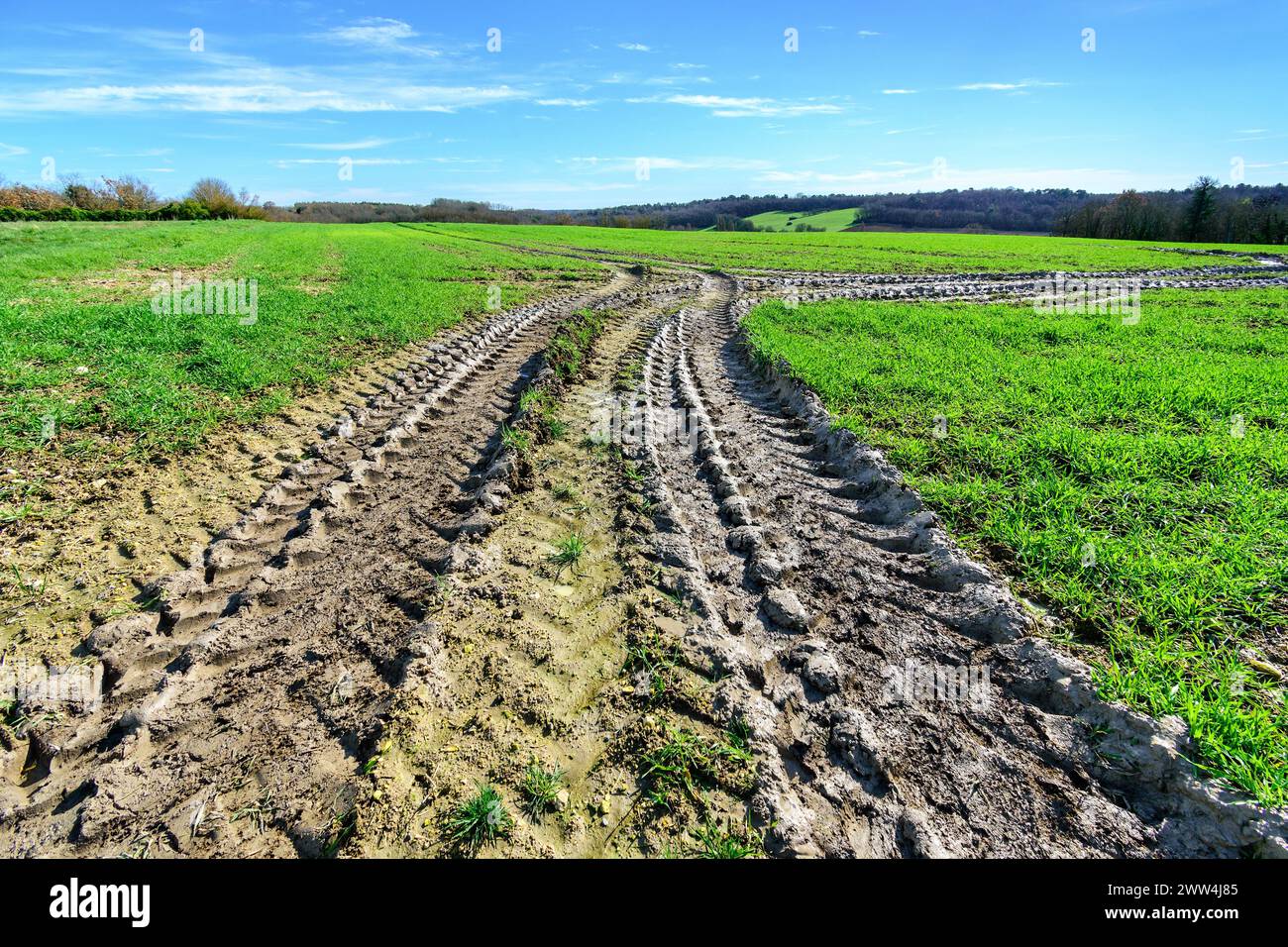 Cingoli dei pneumatici del trattore in entrata fangosa nel campo - Francia centrale. Foto Stock