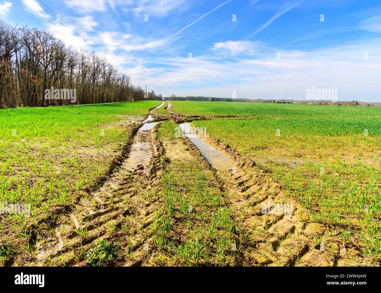 Cingoli dei pneumatici del trattore in entrata fangosa nel campo - Francia centrale. Foto Stock
