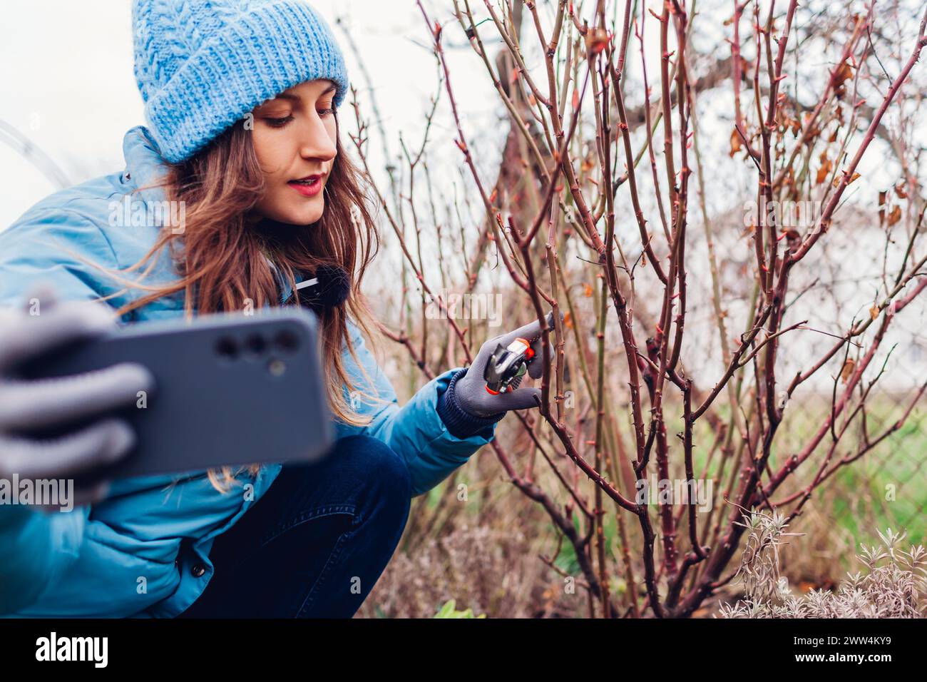 Giardiniere blogger che filma vlog sulla potatura di cespugli di rose nel giardino di primavera. Donna che usa lo smartphone per creare contenuti sui social media Foto Stock