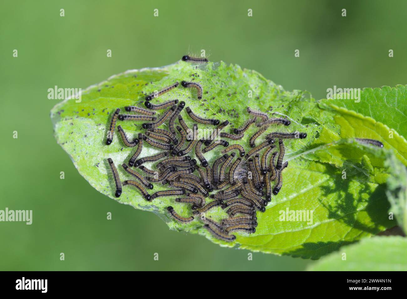 I caterpillars mangiano foglie di melo in giardino. Falena lacchè, Malacosoma neustria. Foto Stock