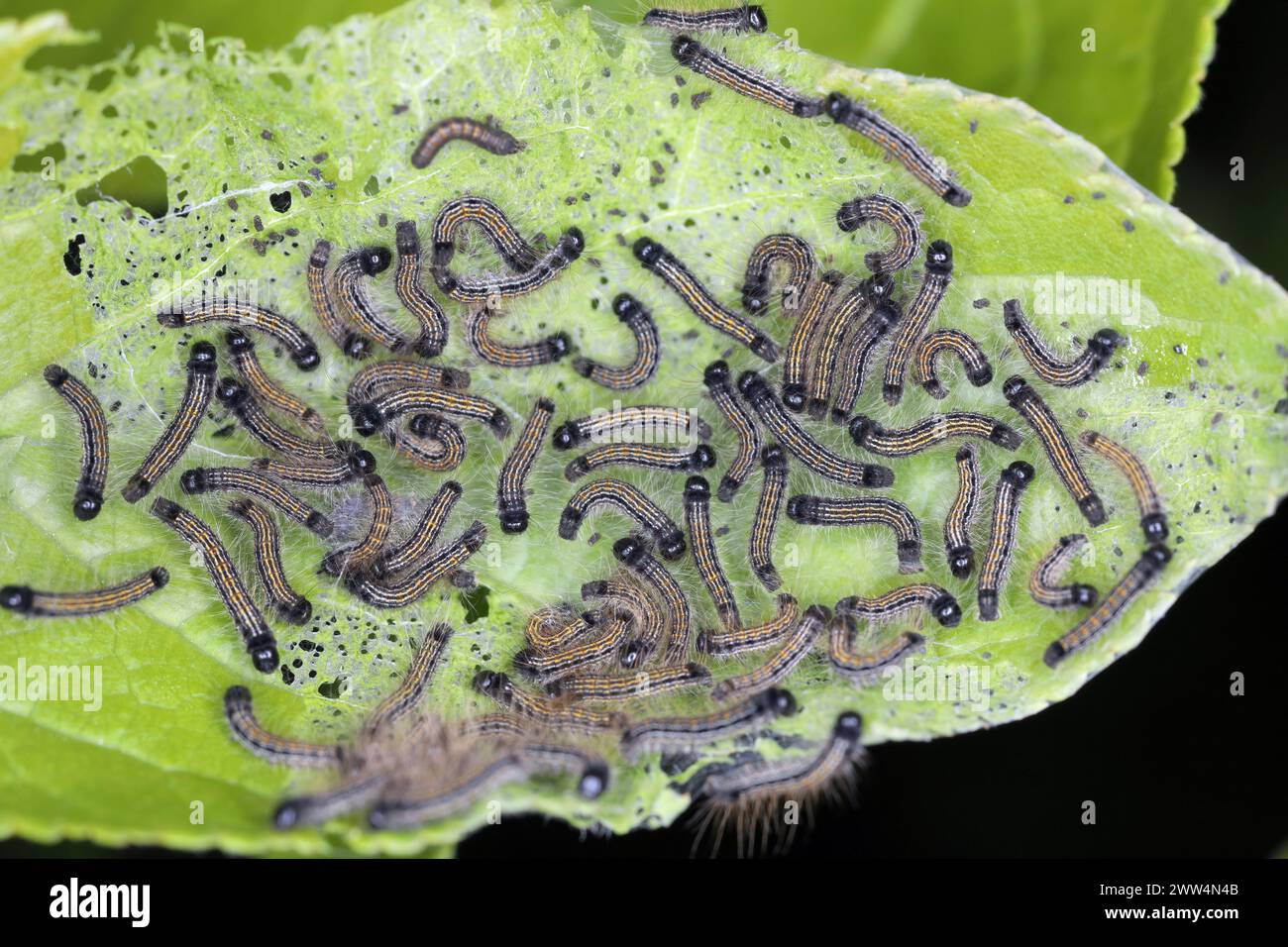 I caterpillars mangiano foglie di melo in giardino. Falena lacchè, Malacosoma neustria. Foto Stock