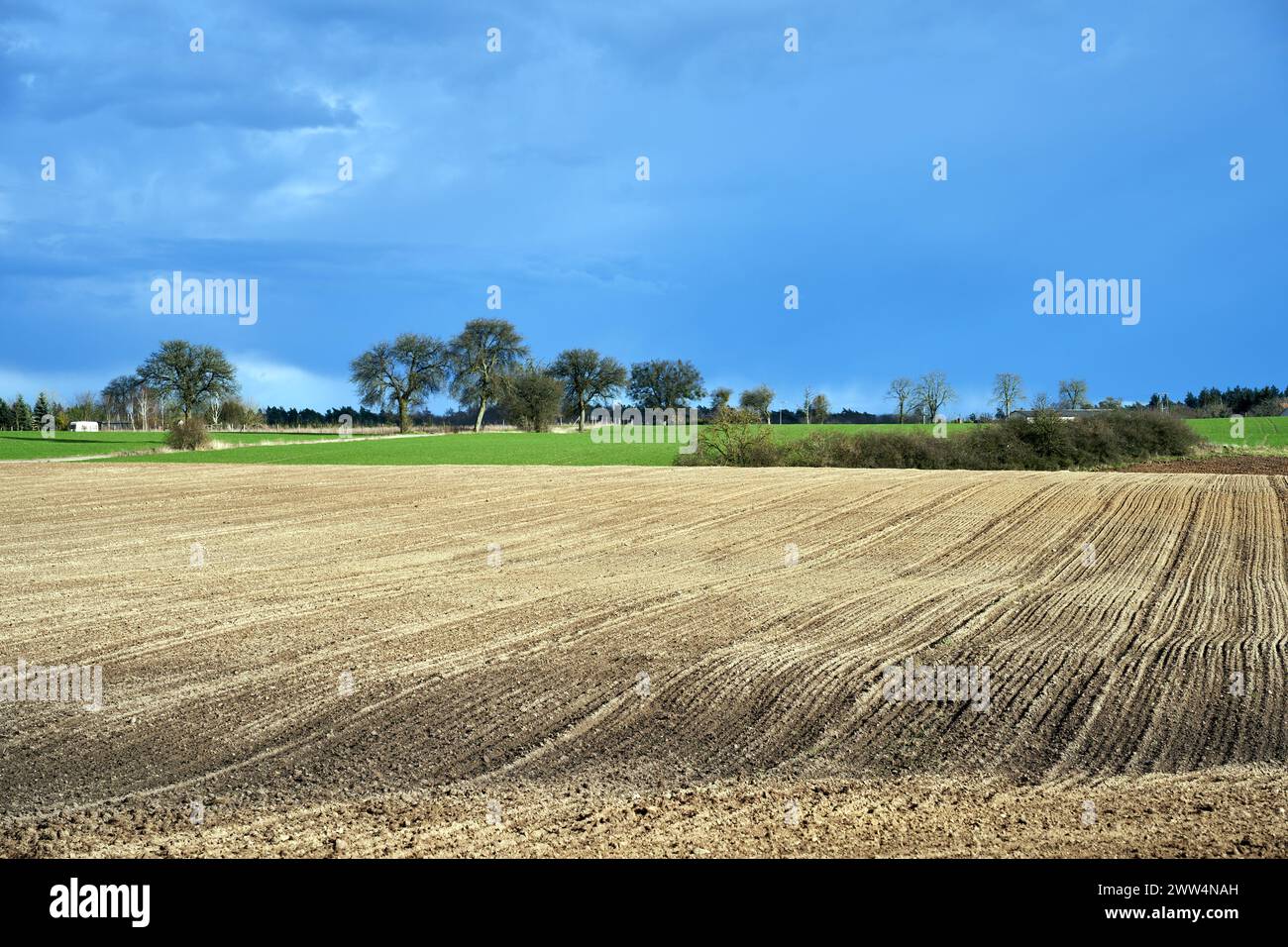 Paesaggio rurale con campi arati e alberi lungo la strada in primavera, Polonia Foto Stock