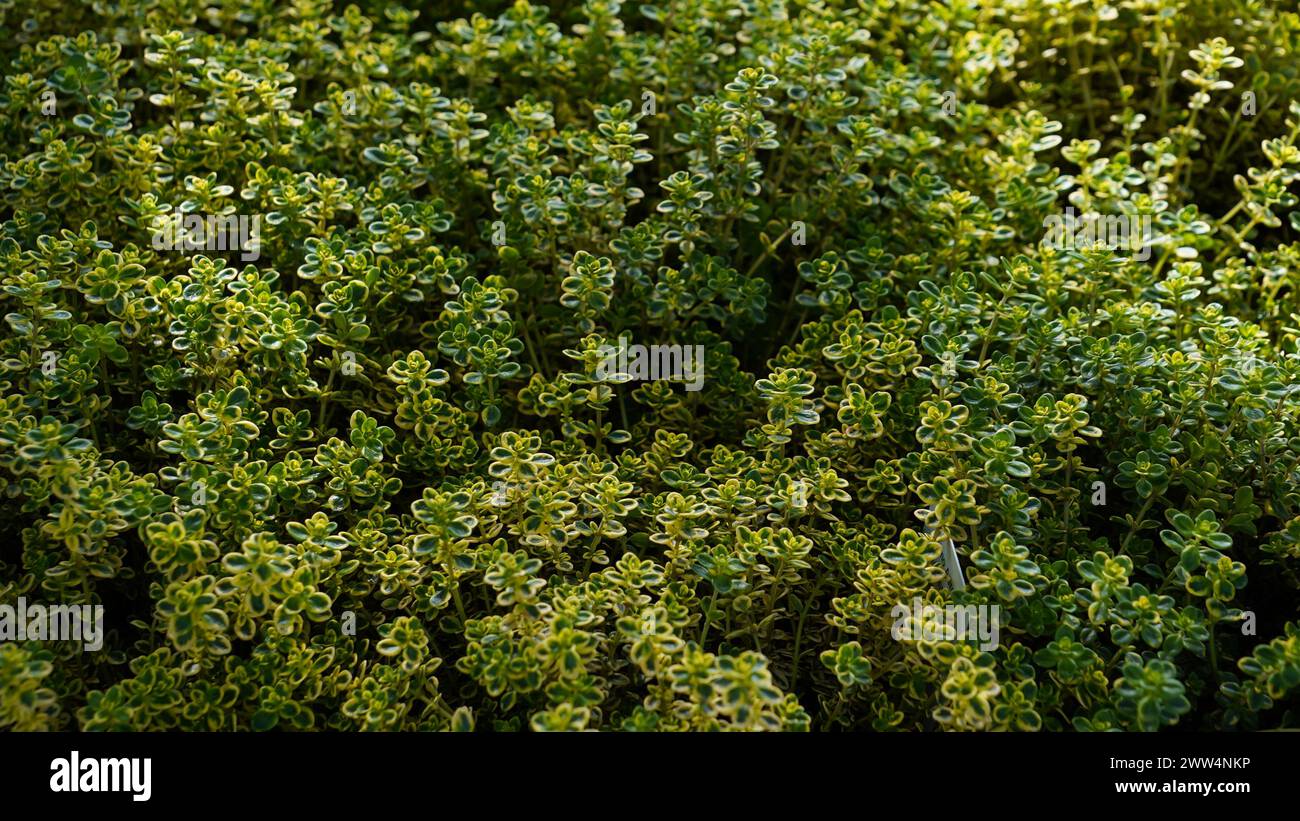 Aureus Limone timo - Thymus citriodorus pianta di erbe culinarie. Cespuglio decorativo al limone o al timo di agrumi. Foto Stock