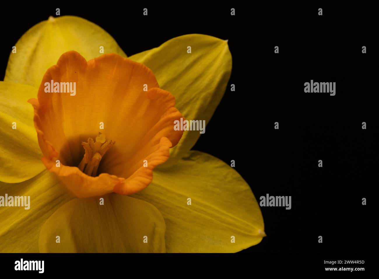 Daffodil singolo giallo e arancione posizionato a sinistra del centro su uno sfondo nero modificabile, colori vivaci, dettaglio con stelo di polline Foto Stock