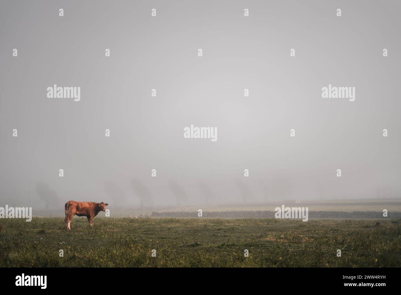 Una mucca sta in piedi in un campo d'erba in una giornata nebbiosa. L'atmosfera è calma e tranquilla, con la mucca che è l'unico essere vivente sulla scena Foto Stock