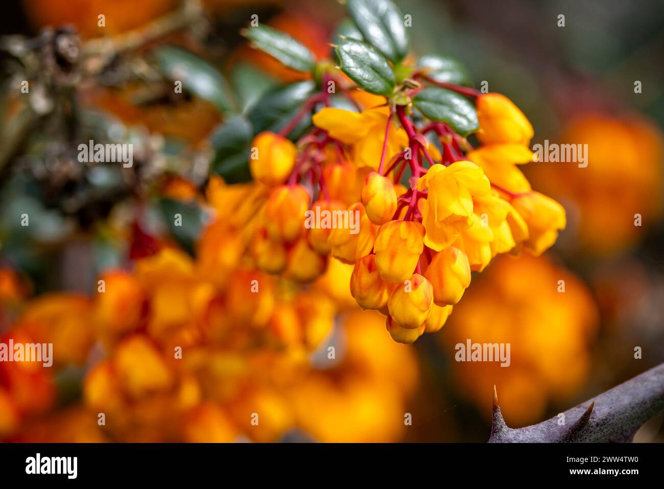 Primo piano di un gruppo di fiori giallo-arancio luminosi con gambi rossi su arbusto sempreverde di Berberis Darwinii Foto Stock