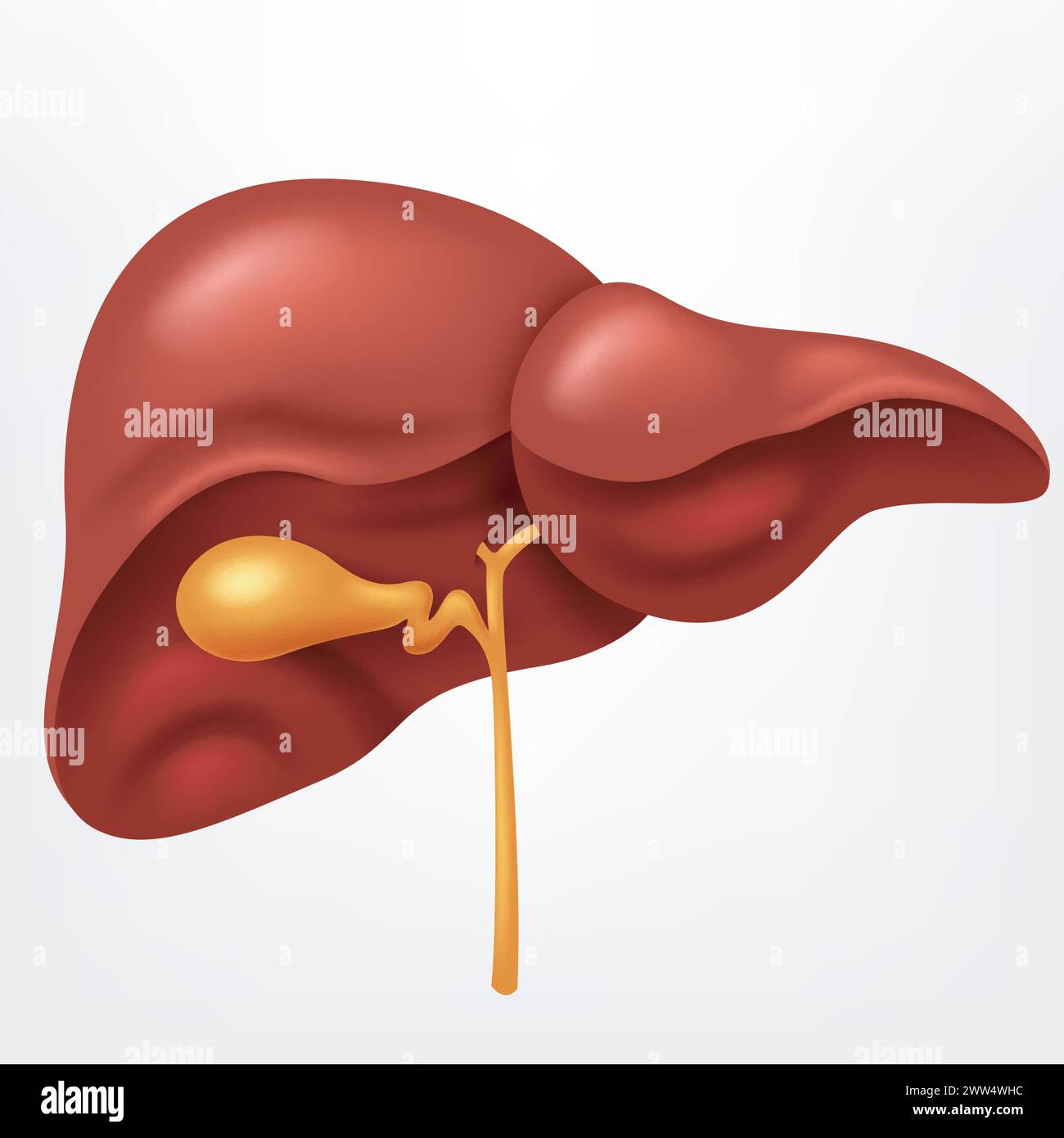 Fegato umano nel sistema digestivo, illustrazione vettoriale Illustrazione Vettoriale