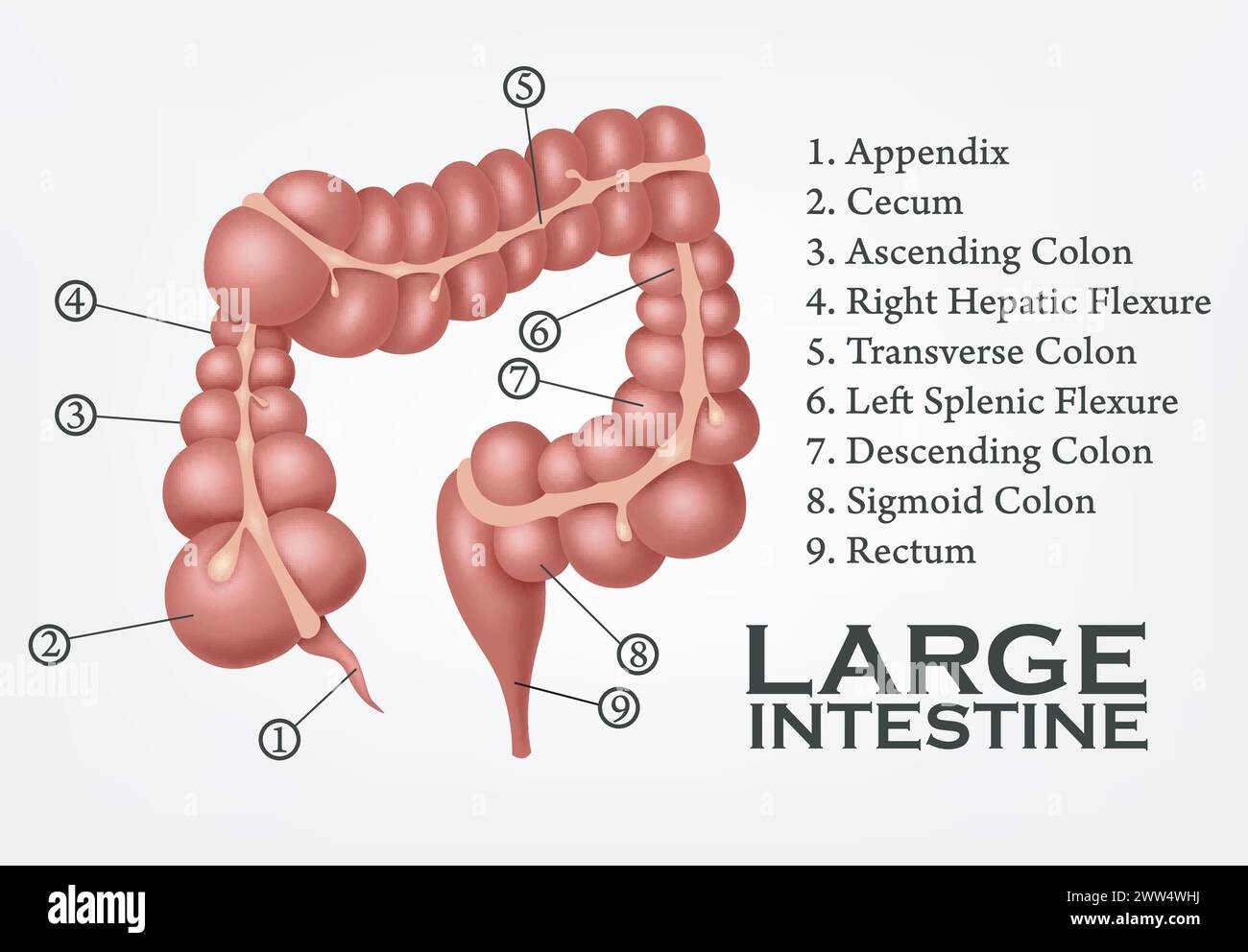 Anatomia umana dell'intestino crasso, illustrazione vettoriale Illustrazione Vettoriale