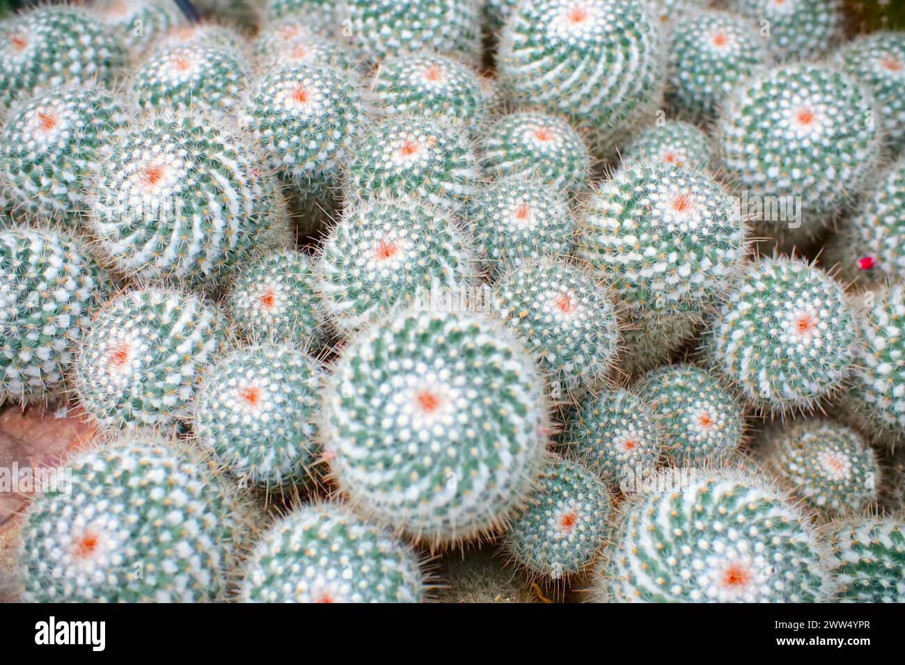Un'affascinante esposizione di succulenti cactus circolari, dove la simmetria incontra la resilienza nell'arido abbraccio del paesaggio desertico Foto Stock
