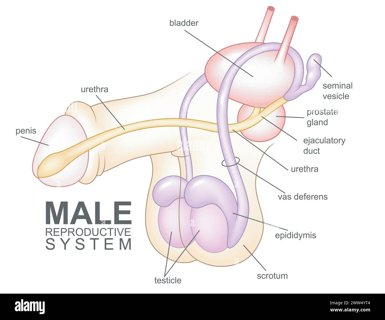 Sistema riproduttivo maschile, illustrazione vettoriale Illustrazione Vettoriale