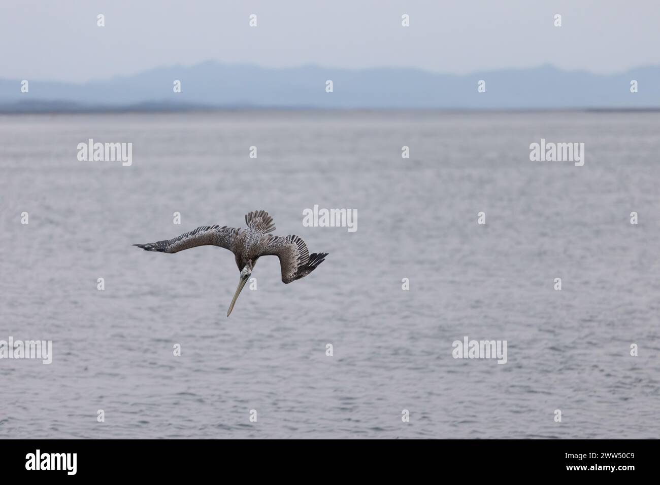 Heron subacqueo Foto Stock