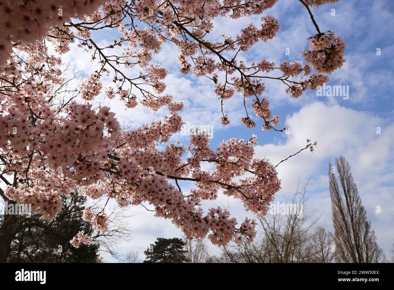 Yoshino Cherry (Prunus x yedoensis) Blossom, Welcome Building, RHS Garden Wisley, Woking, Surrey, Inghilterra, Gran Bretagna, Regno Unito, Regno Unito, Europa Foto Stock