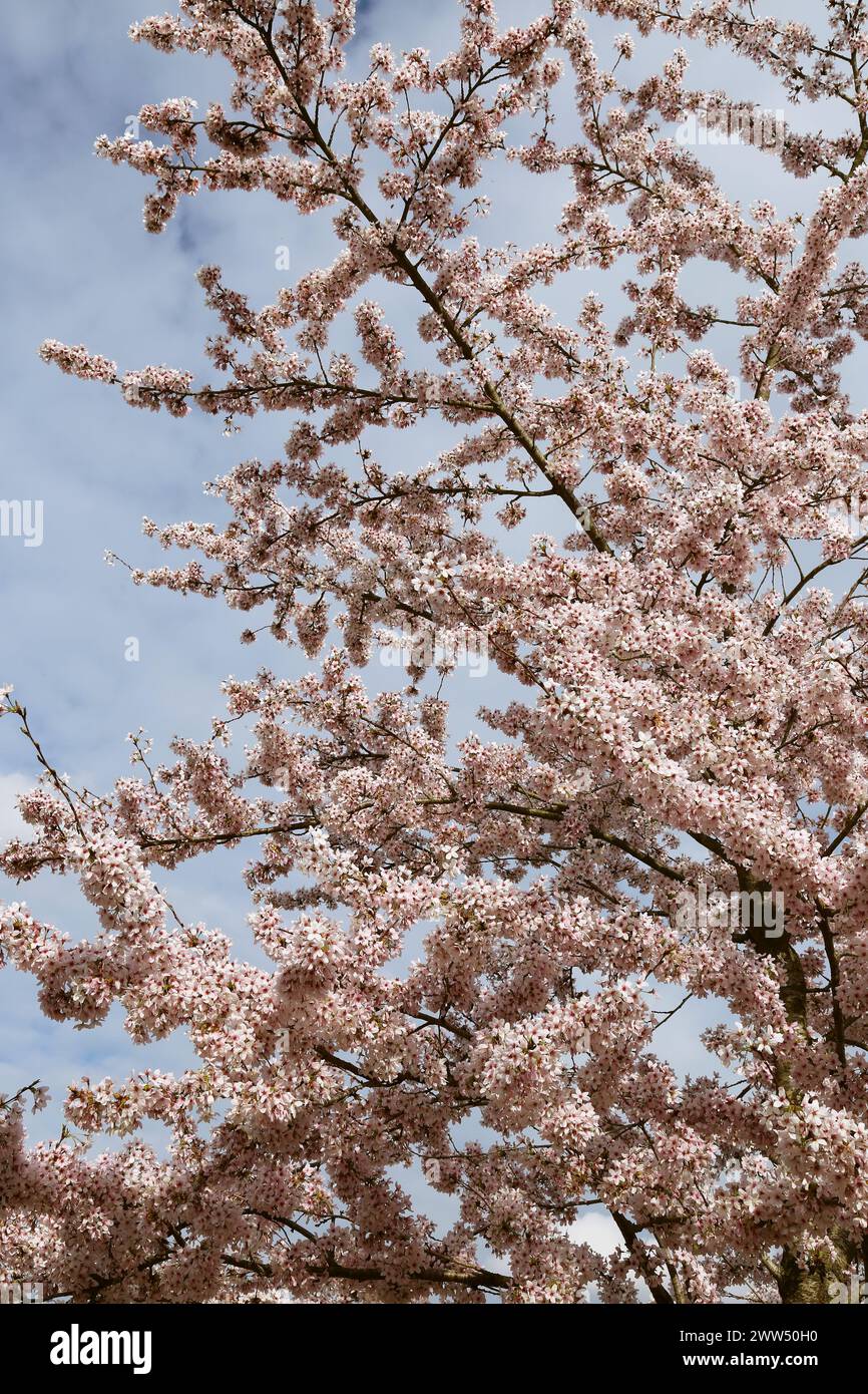 Yoshino Cherry (Prunus x yedoensis) Blossom, Welcome Building, RHS Garden Wisley, Woking, Surrey, Inghilterra, Gran Bretagna, Regno Unito, Regno Unito, Europa Foto Stock