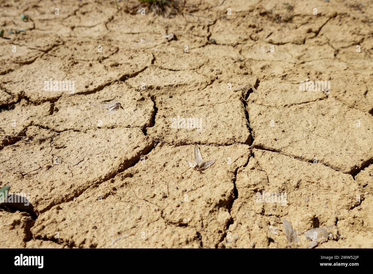 Terra secca. Cambiamento climatico. Grave siccità. Riscaldamento globale. Disastro ambientale. Foto Stock