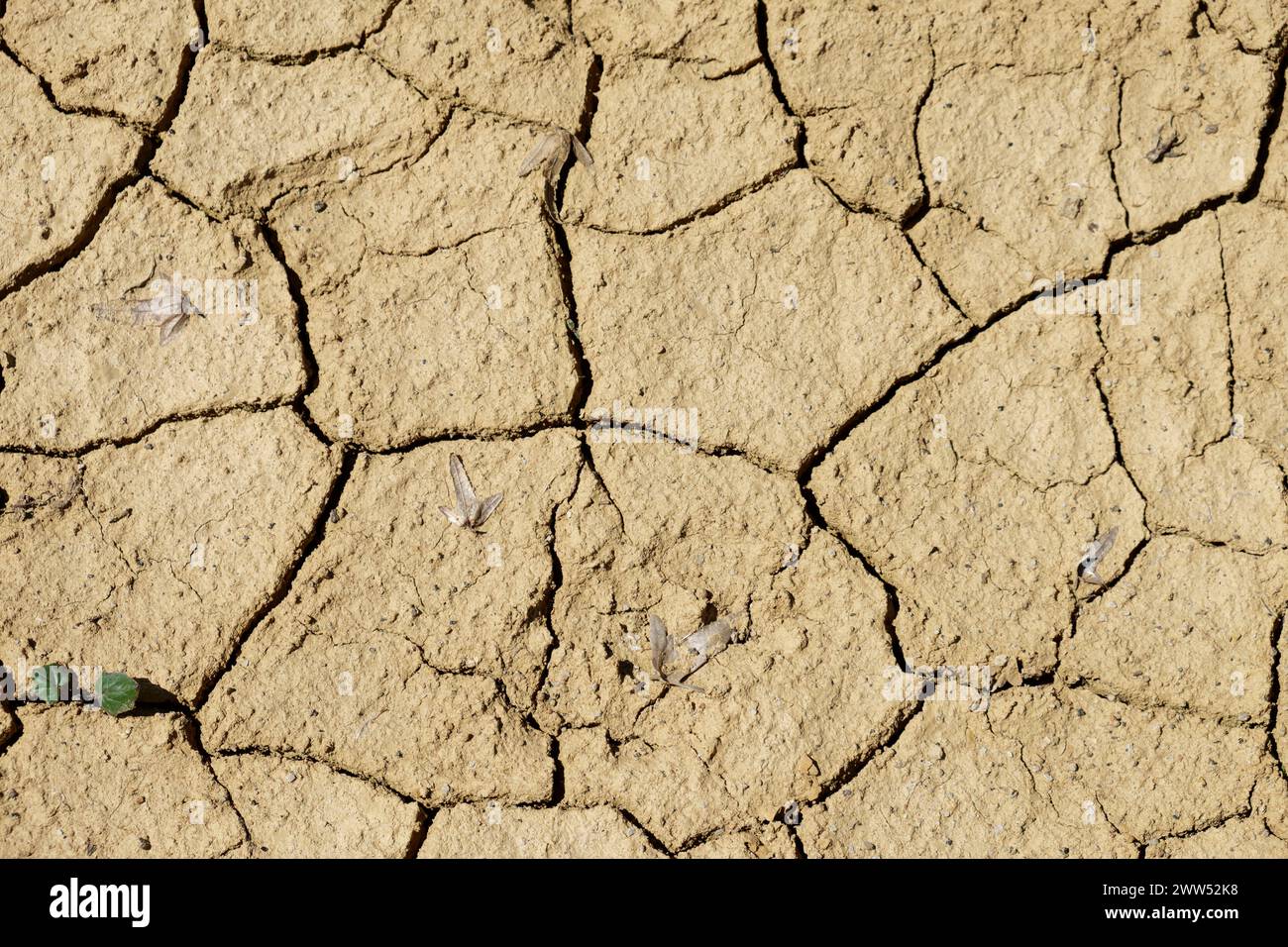 Terra secca. Cambiamento climatico. Grave siccità. Riscaldamento globale. Disastro ambientale. Foto Stock