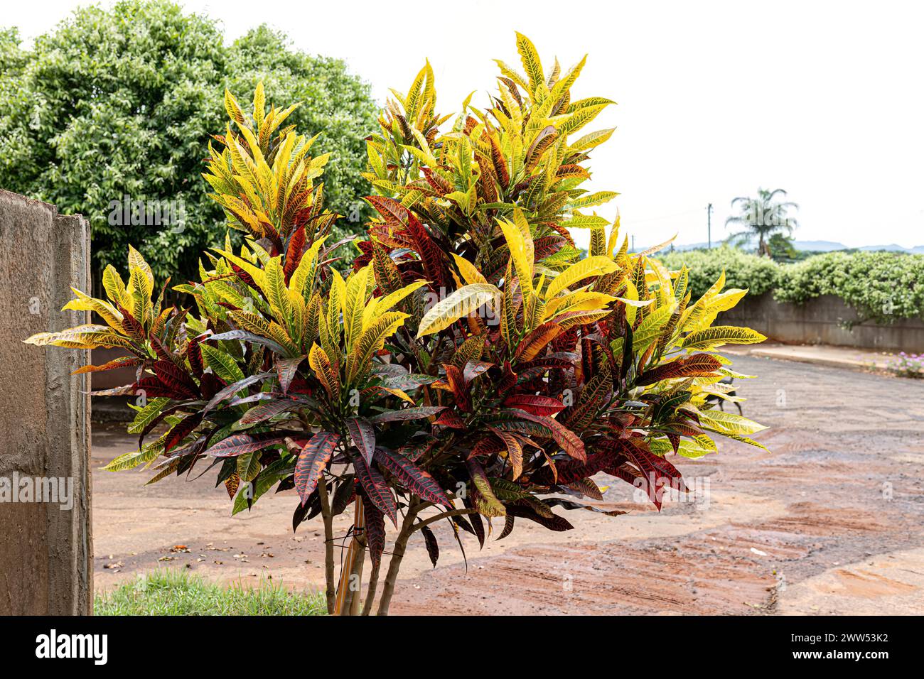 Pianta variegata di Croton della specie Codiaeum variegatum Foto Stock