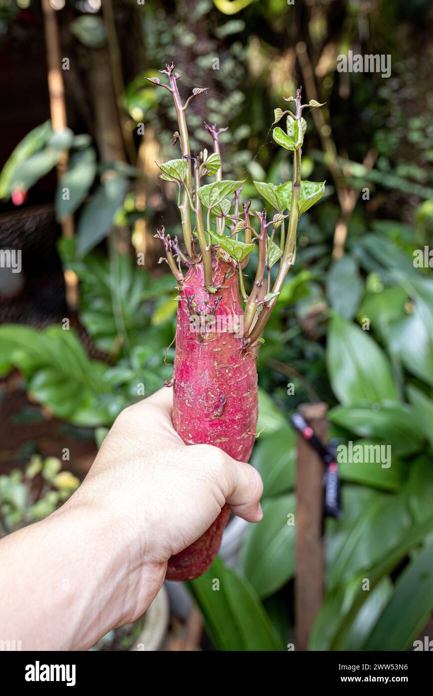 Radice di patate dolci della specie Ipomoea batatas Foto Stock