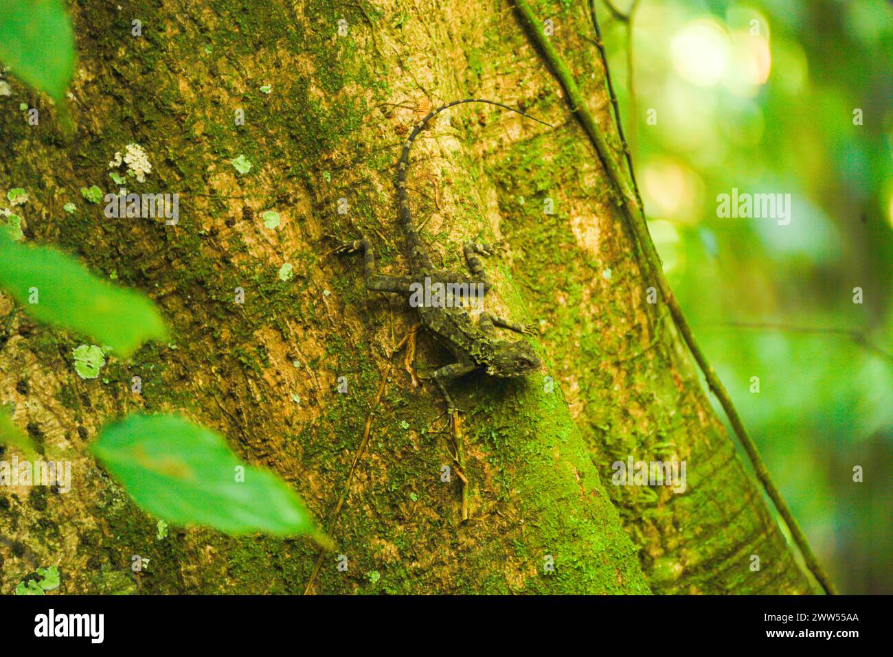 Lucertola su un albero nella foresta pluviale Foto Stock