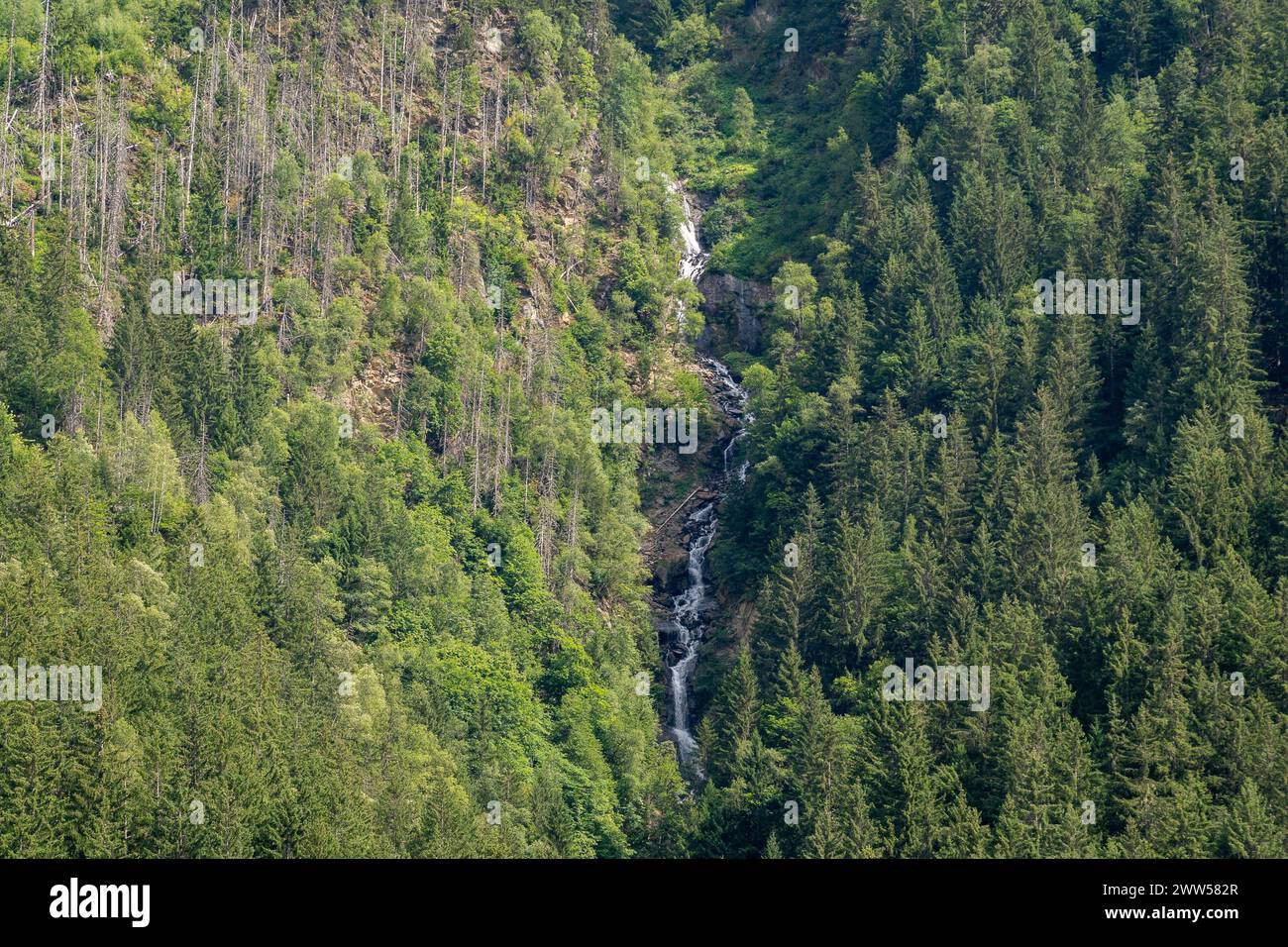 Cascata nei boschi del massiccio del Monte bianco in estate, Chamonix, alta Savoia, Alvernia Rodano Alpi, Francia Foto Stock