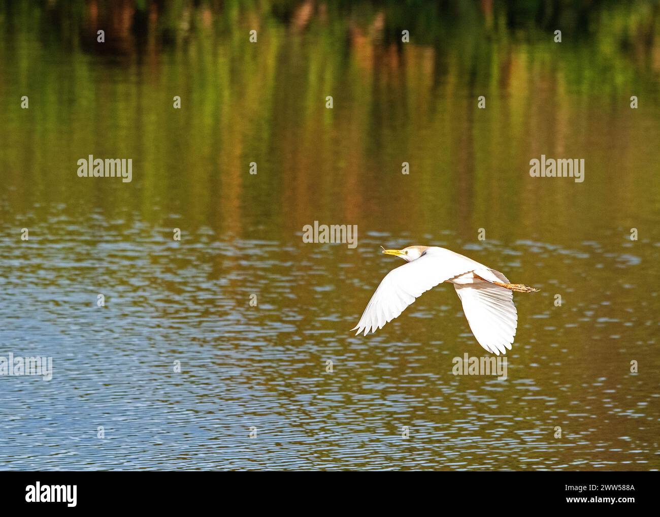 Snowy egret Foto Stock