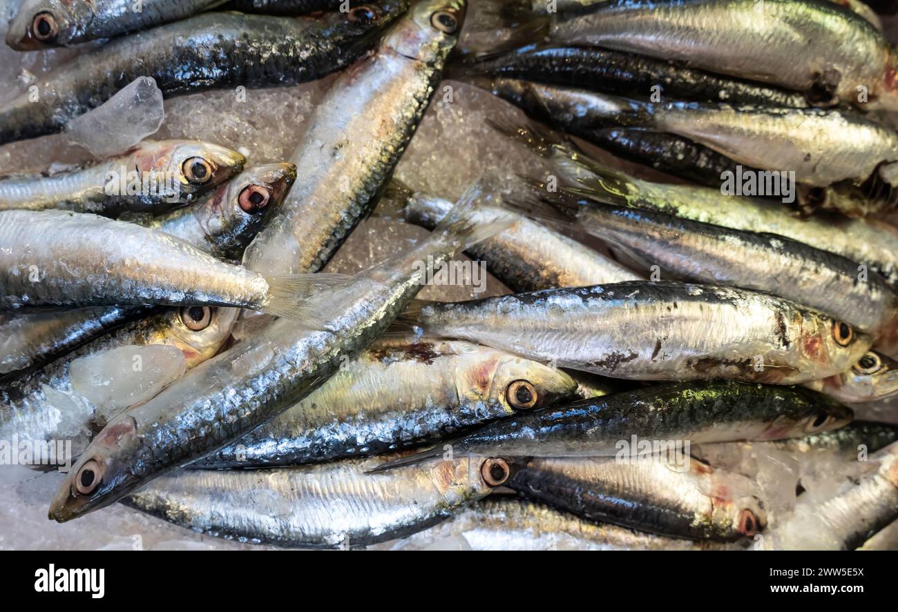 Un'abbondante esposizione di pesce azzurro fresco ricco di omega 3 al mercato del pesce - frutteto europeo (Sardina pilchardus) su ghiaccio - sfondo Foto Stock