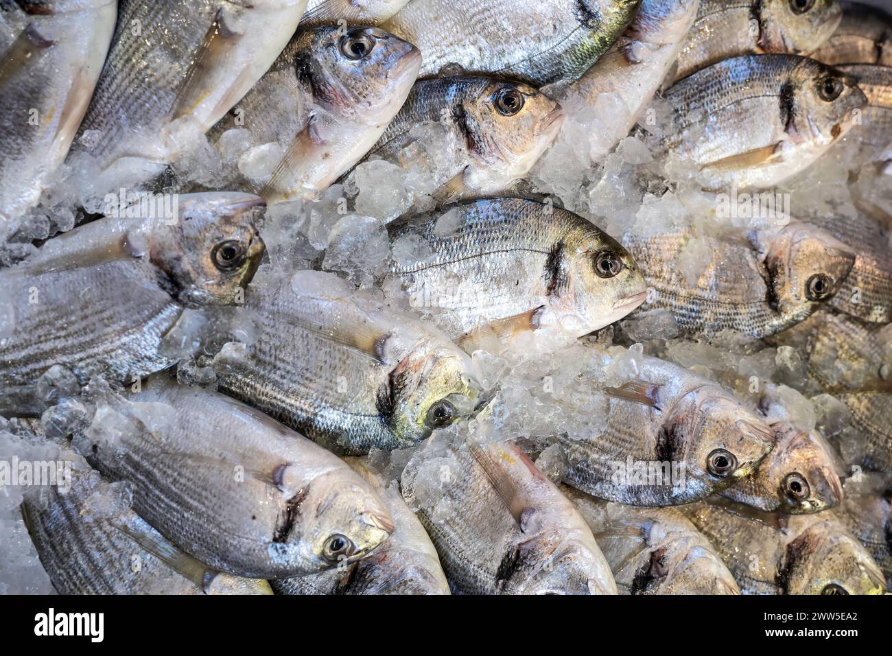 Un'abbondante esposizione di pesce fresco di orata (sparus aurata) al mercato del pesce: Viziatevi con l'eccellenza culinaria e le prelibatezze gourmet - primo piano di mare Foto Stock