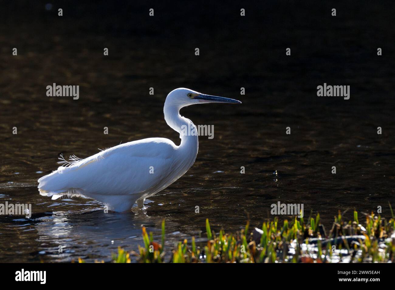 A Little Egret (Egretta Garzetta) caccia in un piccolo lago in un parco a Kanagawa, Giappone. Foto Stock