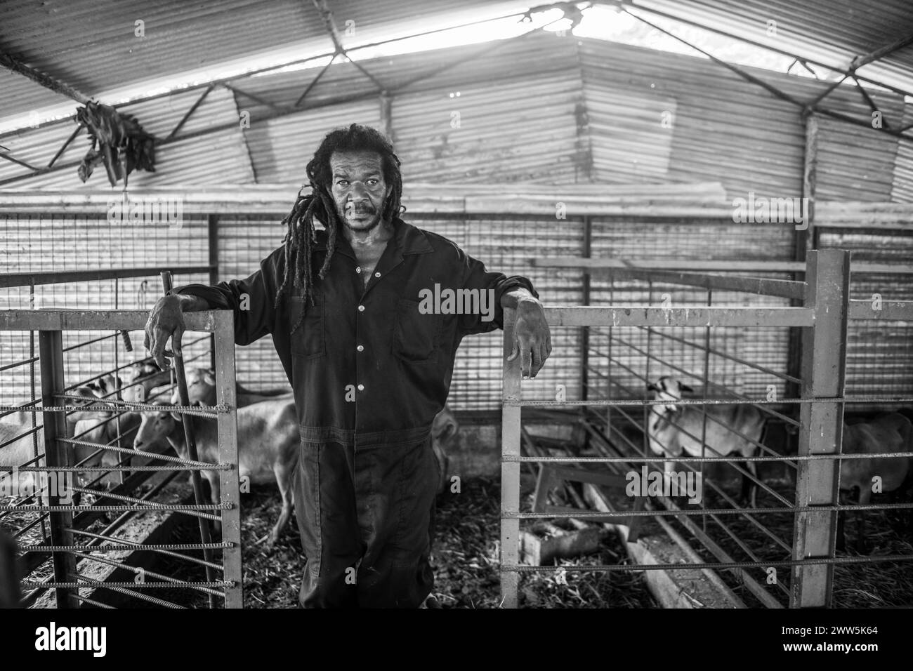 Lavoratore agricolo a Sheep Barn, Trinidad e Tobago Foto Stock