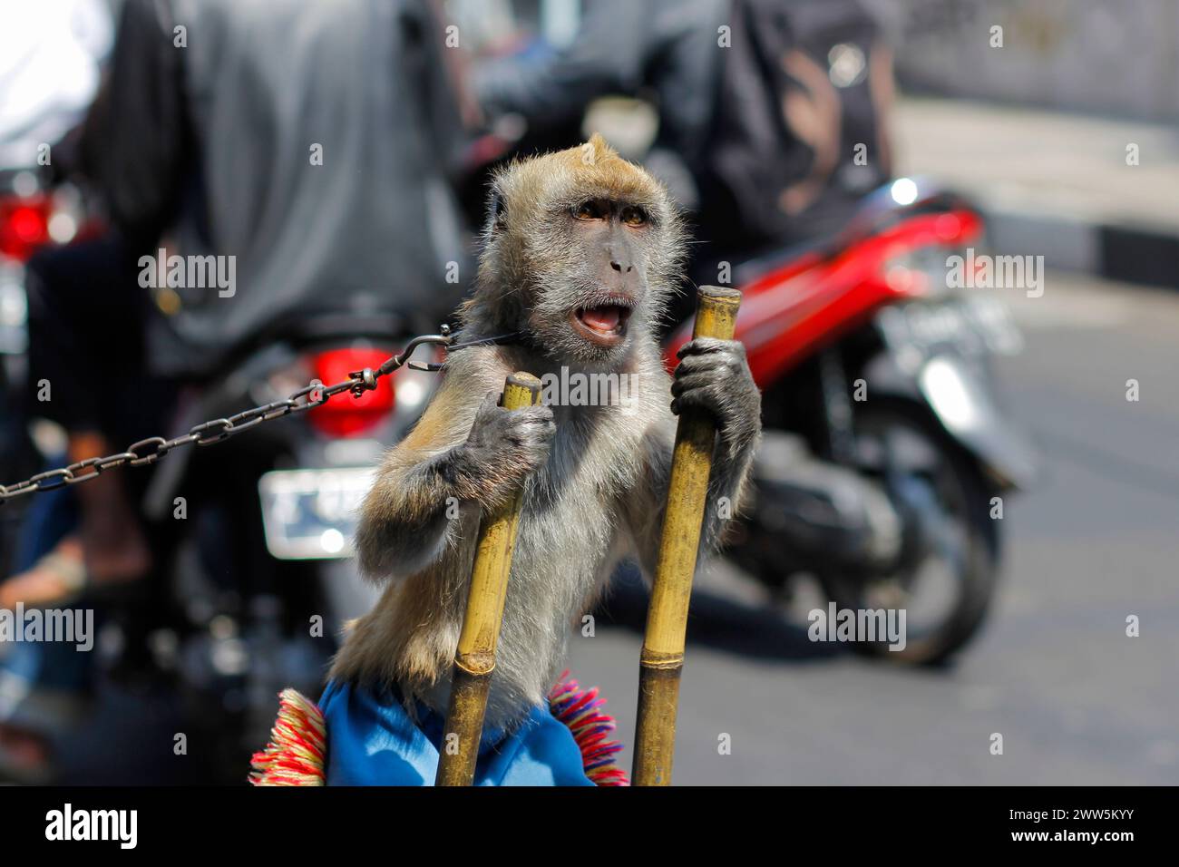 Lo sfruttamento delle scimmie dalla coda lunga (macaca fascicularis) fu costretto ad agire per il commercio di autobus all'incrocio. Foto Stock