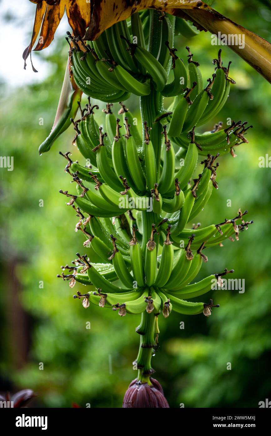 Trinidad - banane verdi Foto Stock