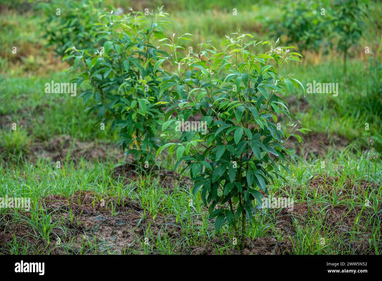 Pigeon Peas che piantano Trinidad e Tobago Foto Stock
