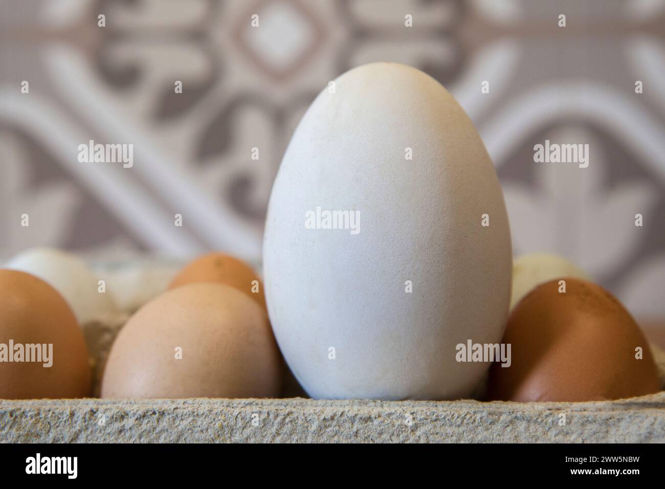 Uovo d'oca grosso da allevare all'aperto tra quelli di pollo. Esposizione sulla confezione di cartone Foto Stock