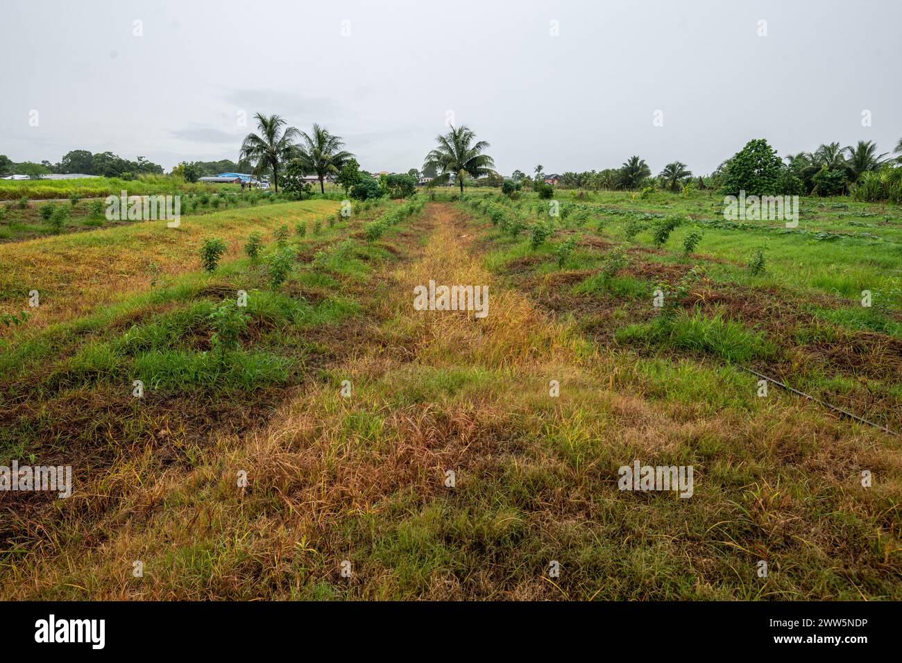 Pigeon Peas che piantano Trinidad e Tobago Foto Stock