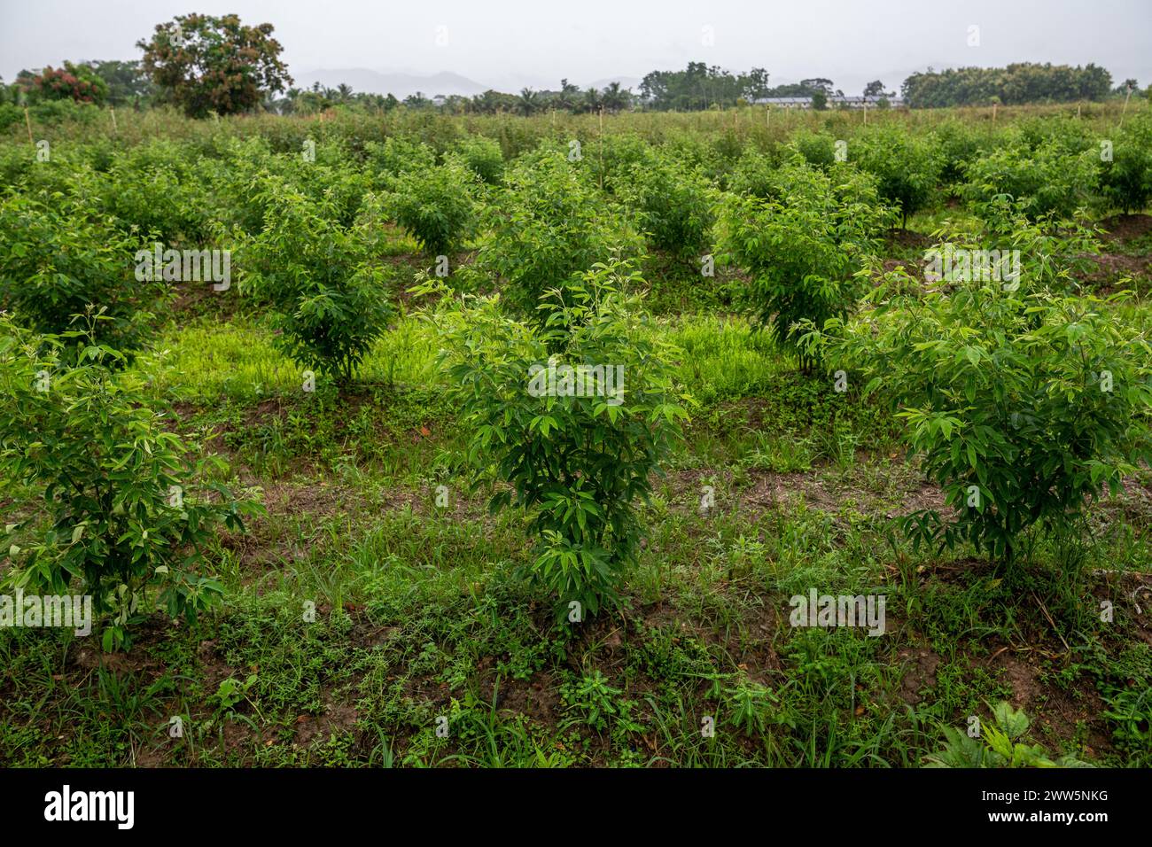 Pigeon Peas che piantano Trinidad e Tobago Foto Stock