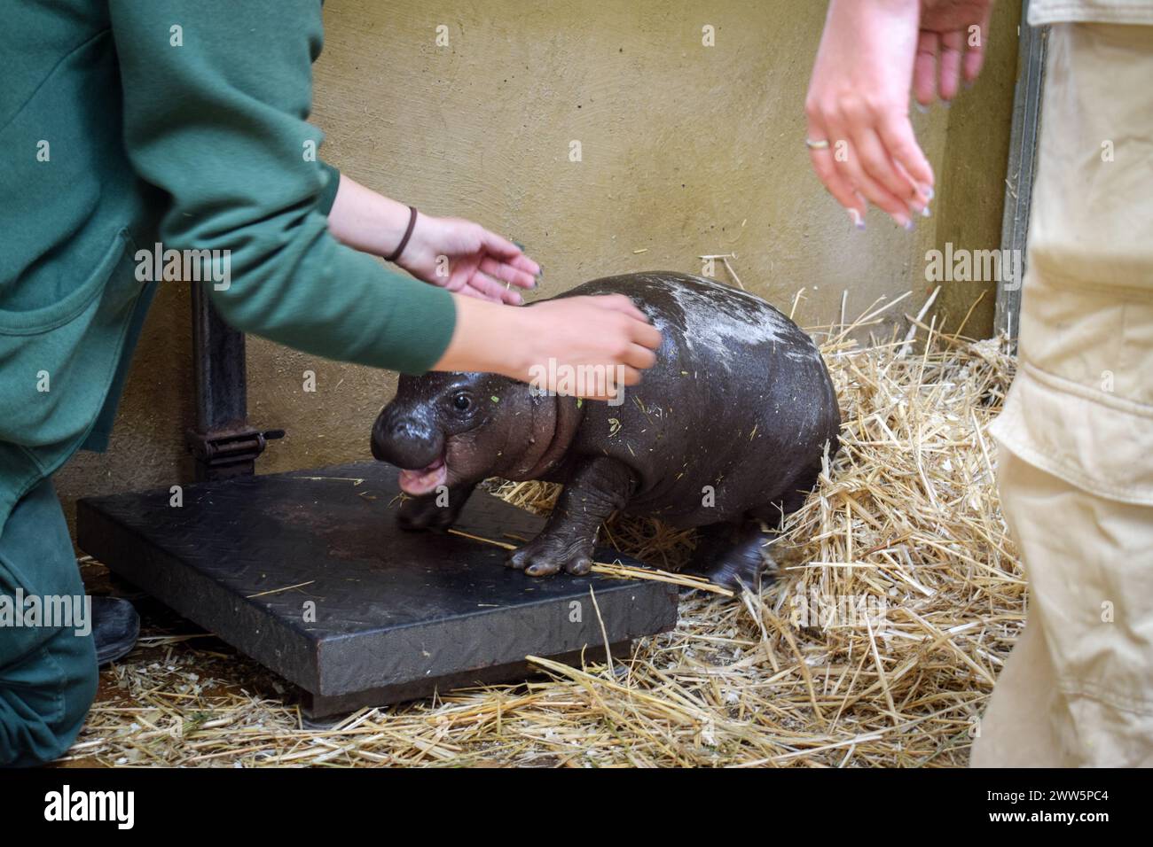 Atene, Grecia. 21 marzo 2024. Un ippopotamo pigmeo appena nato viene pesato dai custodi dello zoo, al Parco Zoologico Attica. Un raro ippopotamo pigmeo a rischio di estinzione è nato nel Parco Zoologico dell'Attica, deliziando gli ambientalisti. Crediti: Dimitris Aspiotis/Alamy Live News Foto Stock