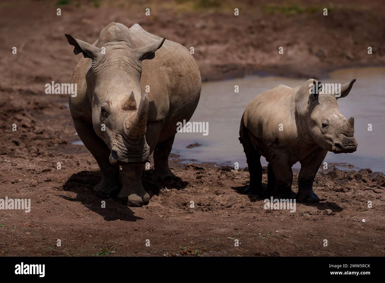 Guardia in piedi: Una madre rinoceronte con bambino Foto Stock