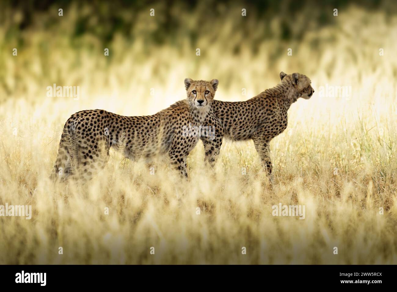Attenzione: Una madre gheparda che guarda direttamente la macchina fotografica Foto Stock