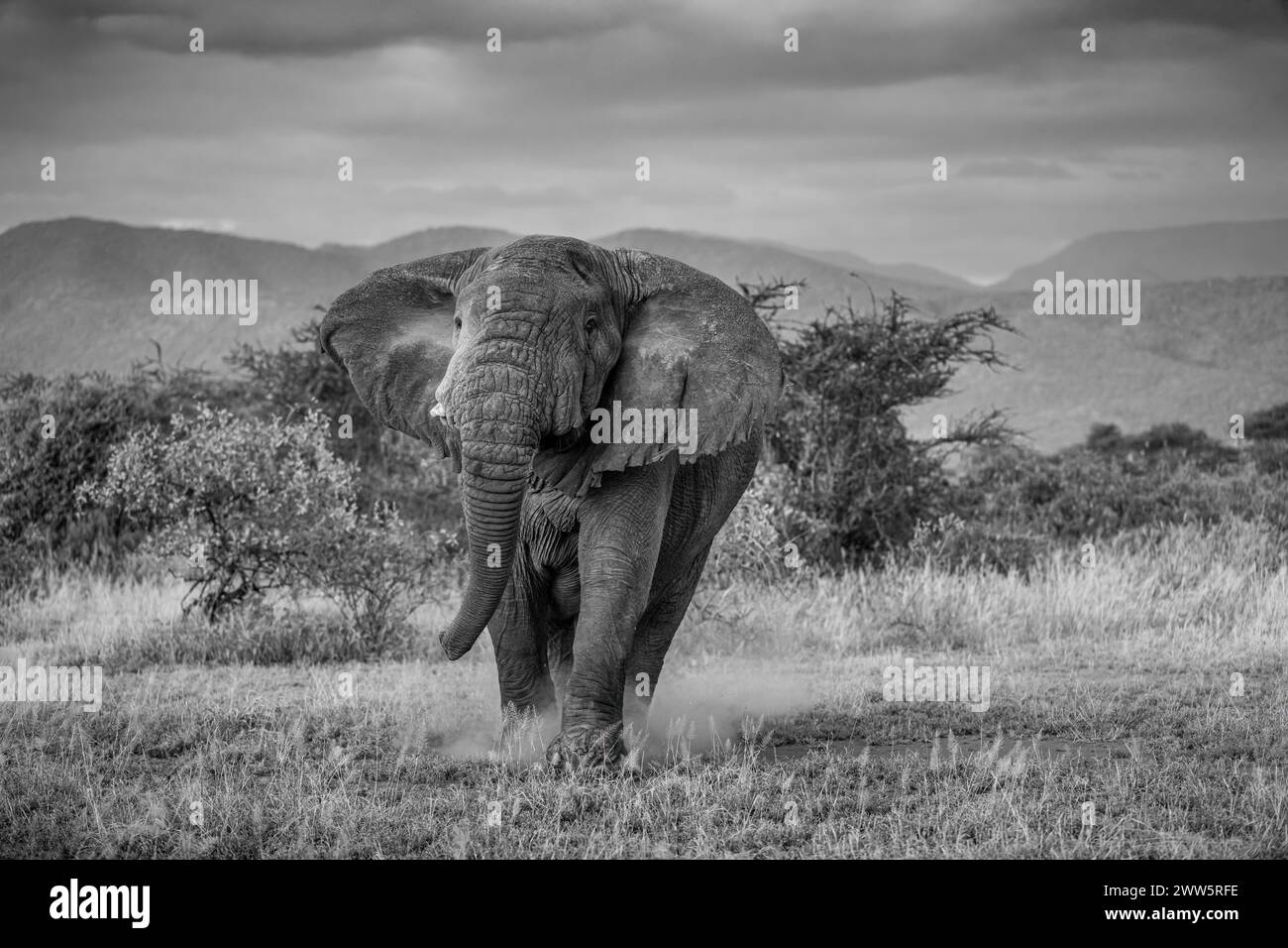 Grande elefante di carica. Foto Stock