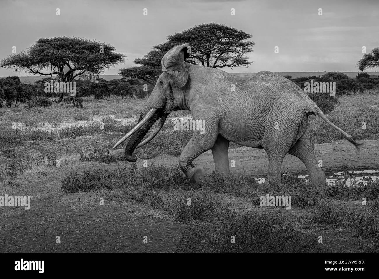 Grande elefante in movimento. Foto Stock
