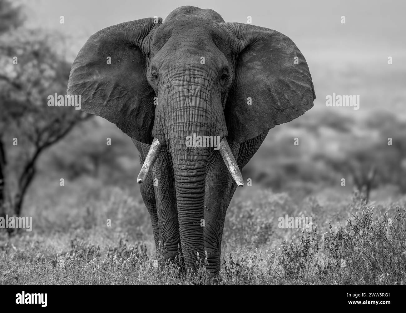 Primo piano bianco e nero di un super tusker su un terreno privato vicino al Parco Nazionale di Amboseli. Foto Stock