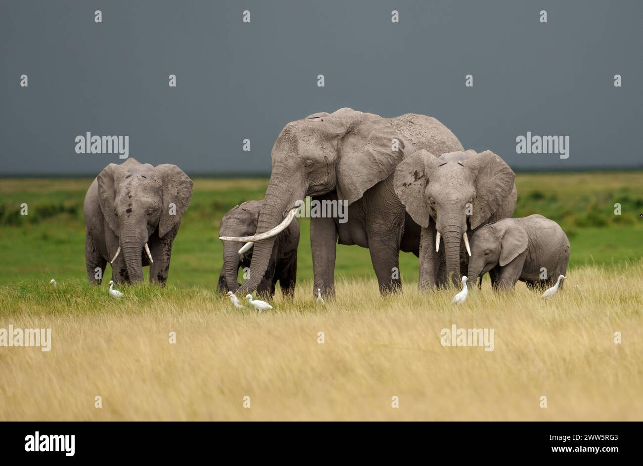 Famiglia di elefanti africani nella palude del Parco Nazionale di Amboseli. Foto Stock