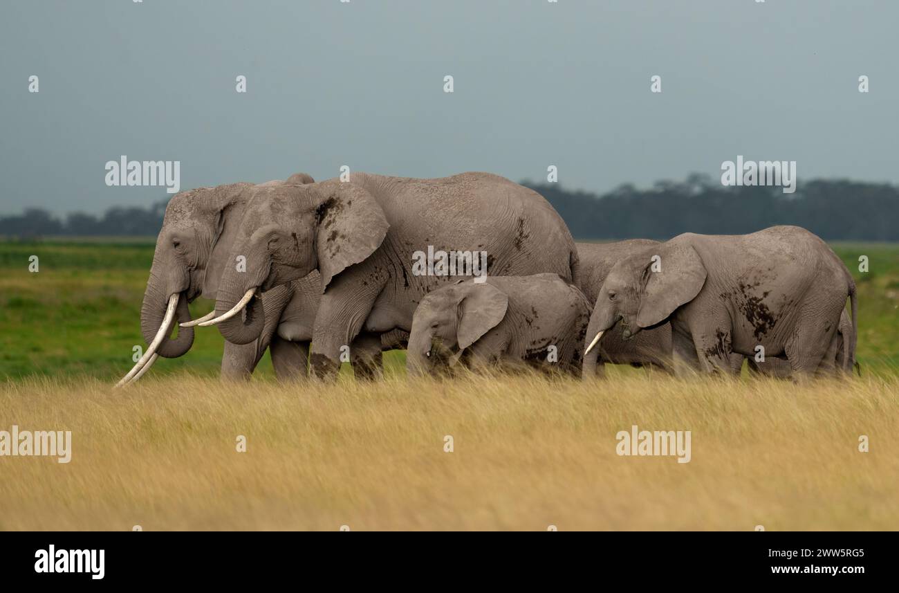 Famiglia di elefanti nella palude del Parco Nazionale di Amboseli. Foto Stock