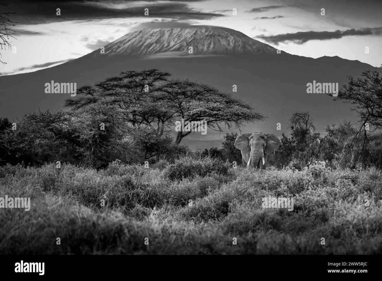 Elefante toro sullo sfondo del monte Kilimanjaro Foto Stock