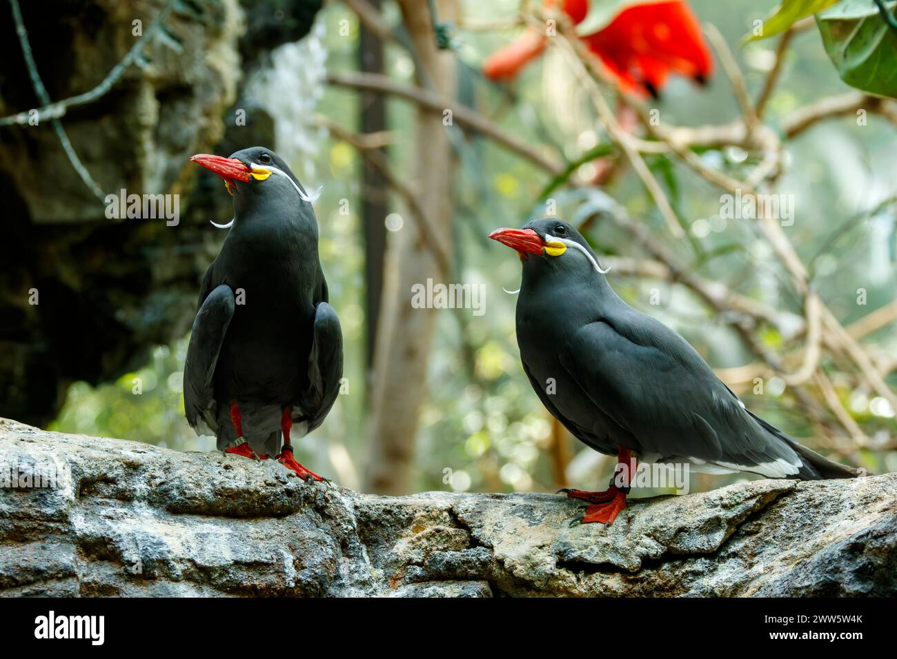 Temp. Inca. Larosterna inca. Zoo e giardino botanico di Cincinnati, Cincinnati, Ohio, Stati Uniti. Foto Stock