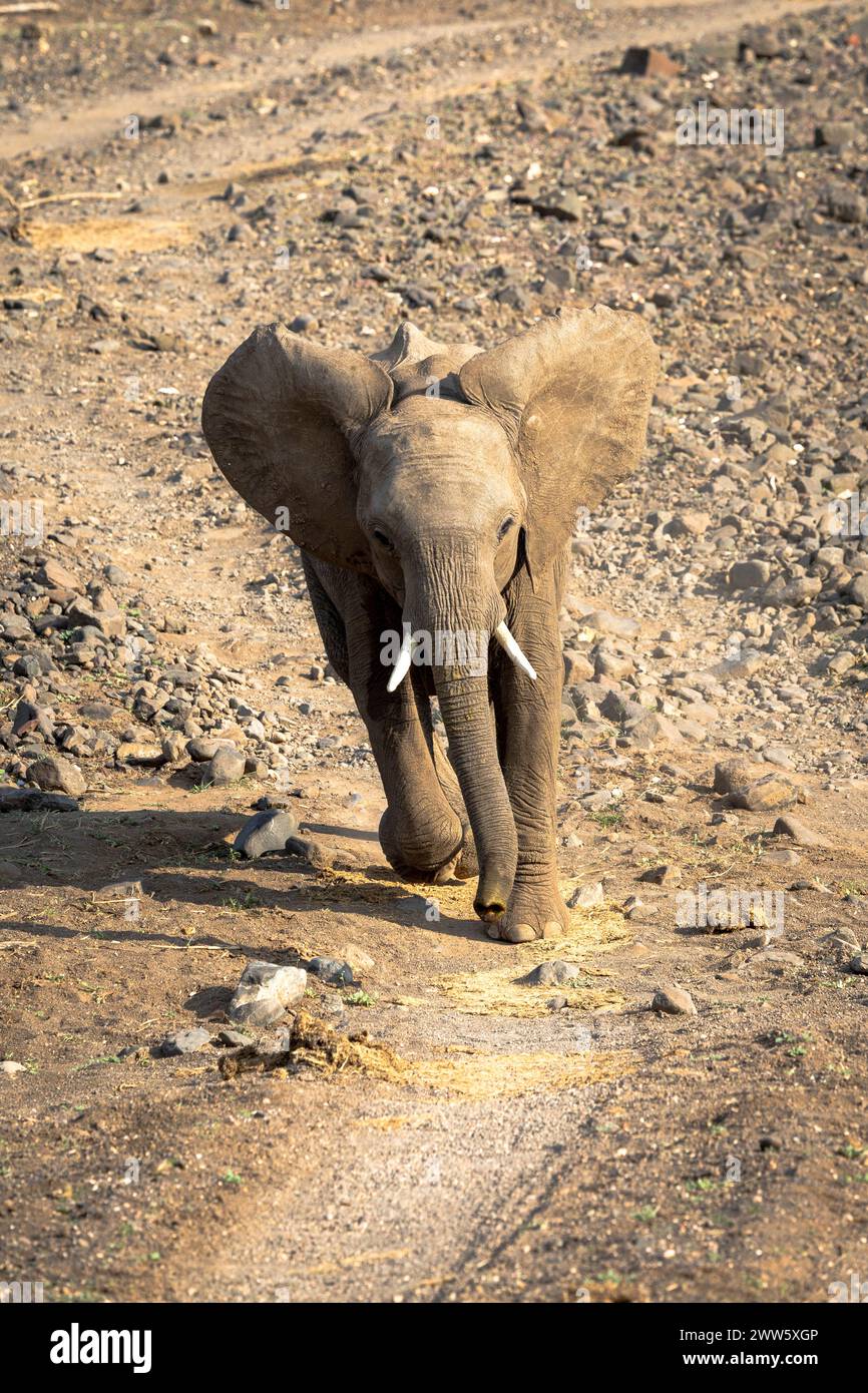 Piccolo elefante, corre lungo la pista, in Botswana, Africa Foto Stock