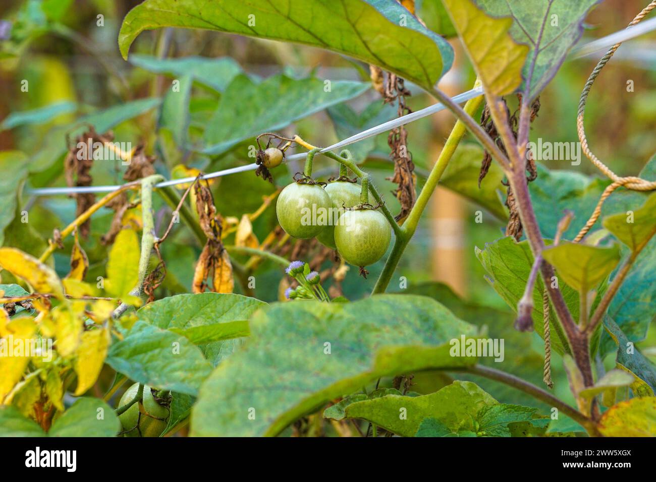 Campo di pomodoro con pomodori crudi, pomodori verdi appesi al suo albero Foto Stock