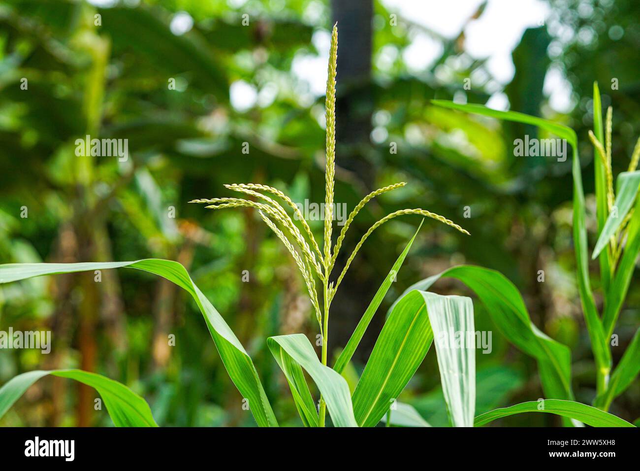 Primo piano di un fiore di mais in un vivace campo di mais circondato da una vegetazione lussureggiante Foto Stock