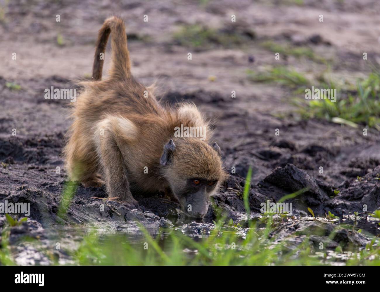 Baboon che beve acqua fangosa, Chobe National Park, Botswana Foto Stock