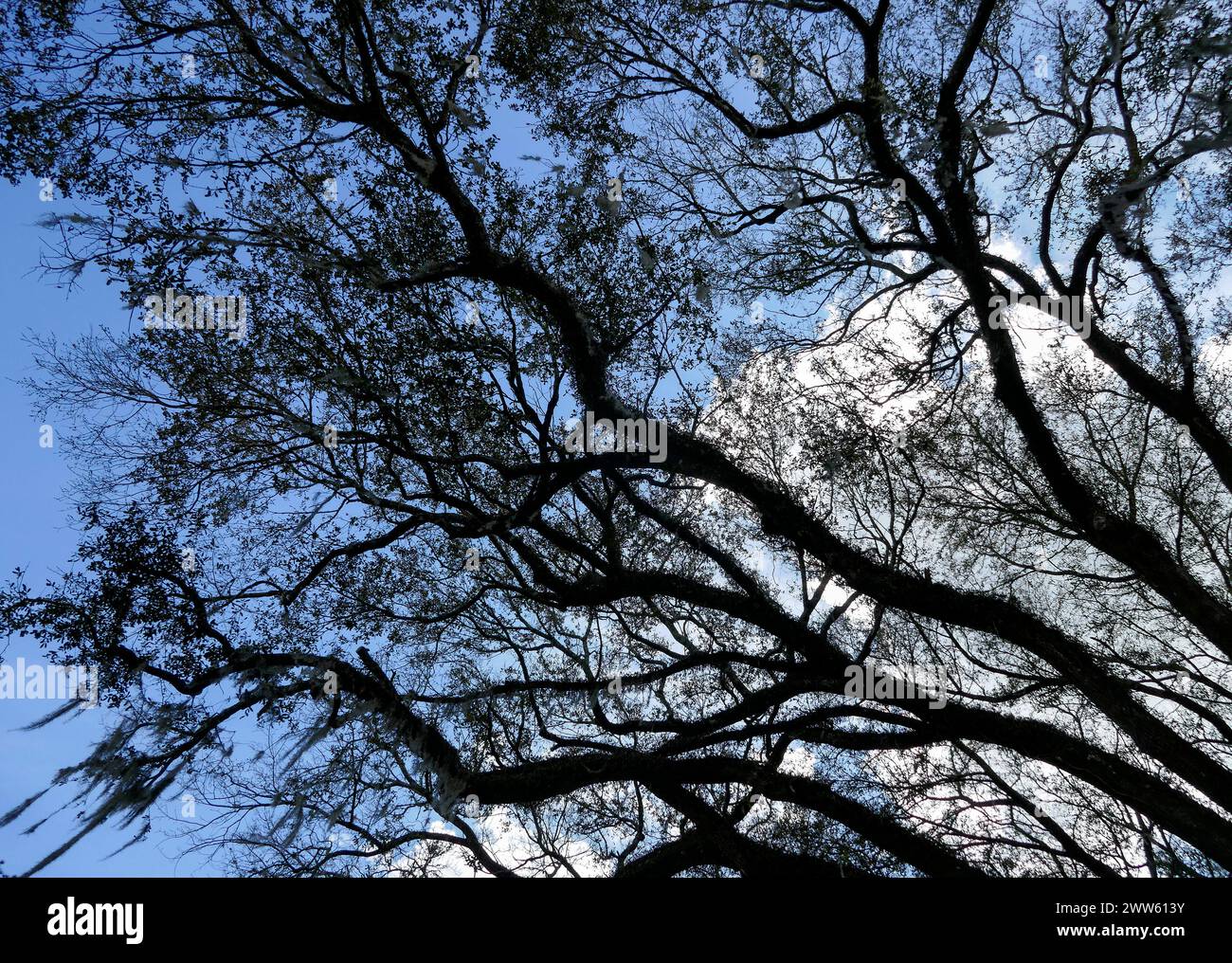 Enorme vecchio albero di quercia viva nella Florida centro-settentrionale. Foto Stock