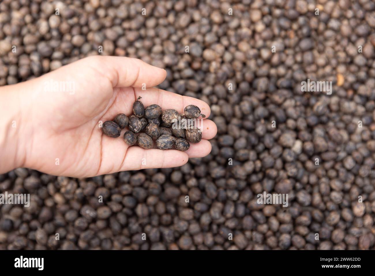 Ciliegie di caffè arabica essiccate nel sistema di essiccazione solare a effetto serra. Asciugatura del chicco di caffè. Foto Stock